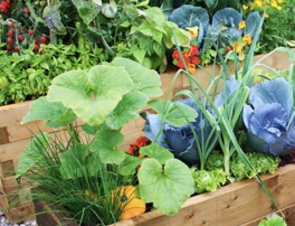 10 Bio-Consejos para Cultivar una Huerta Orgánica